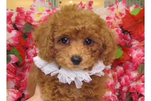 成約済の茨城県のトイプードル-26368の2枚目