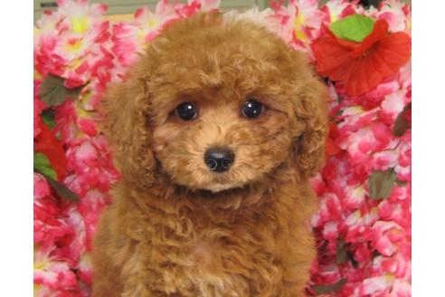 成約済の茨城県のトイプードル-26368の3枚目