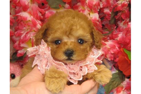 成約済の茨城県のトイプードル-26369の1枚目