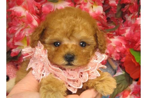 成約済の茨城県のトイプードル-26369の2枚目