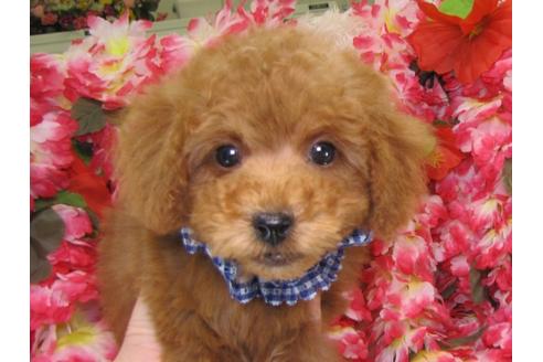 成約済の茨城県のトイプードル-26370の1枚目