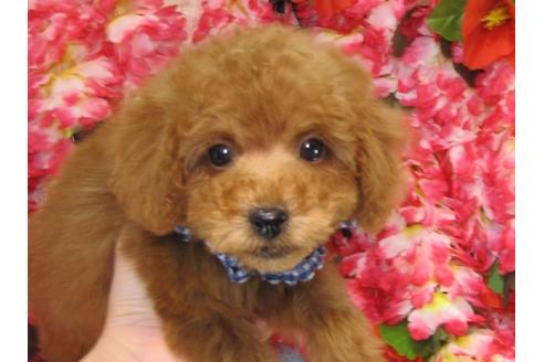 成約済の茨城県のトイプードル-26370の2枚目