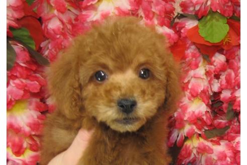 成約済の茨城県のトイプードル-26370の3枚目