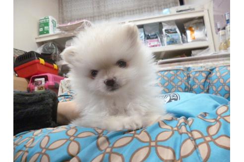 成約済の福岡県のポメラニアン-26372の5枚目