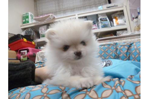成約済の福岡県のポメラニアン-26372の4枚目