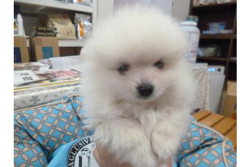 成約済の福岡県のポメラニアン-26373の4枚目