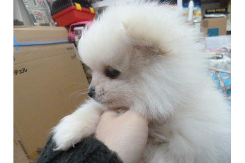 成約済の福岡県のポメラニアン-26373の1枚目