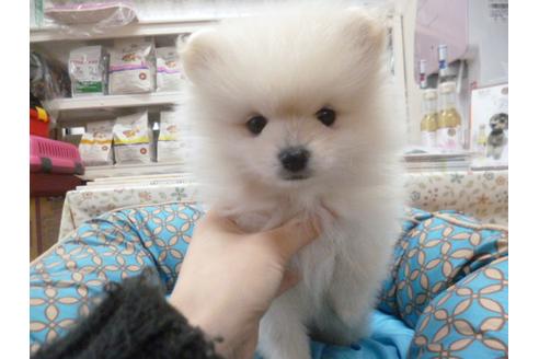 成約済の福岡県のポメラニアン-26373の2枚目