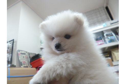成約済の福岡県のポメラニアン-26373の3枚目