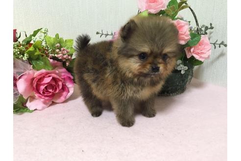 成約済の大阪府のポメラニアン-26375の3枚目