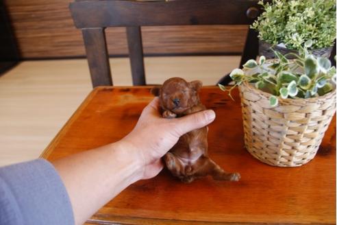 成約済の埼玉県のトイプードル-26400の1枚目