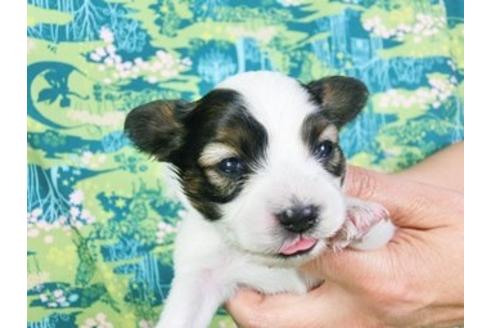 成約済の千葉県のパピヨン-26452の2枚目