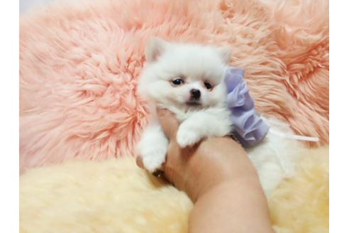 成約済の愛知県のポメチワ:ポメラニアン×チワワ-26466の3枚目