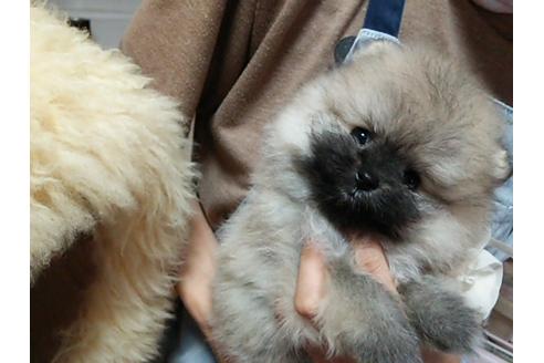 成約済の愛知県のポメラニアン-26467の5枚目