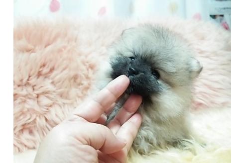 成約済の愛知県のポメラニアン-26467の4枚目