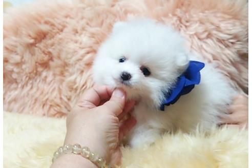 成約済の愛知県のポメラニアン-26470の4枚目
