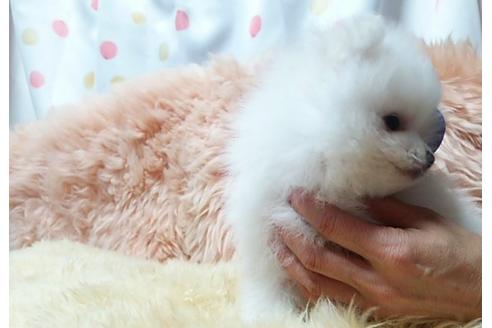 成約済の愛知県のポメラニアン-26470の3枚目