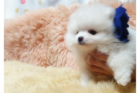 成約済の愛知県のポメラニアン-26470の1枚目