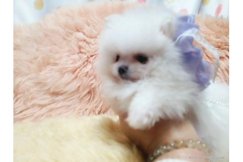 成約済の愛知県のポメラニアン-26474の1枚目