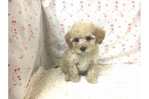 成約済の滋賀県のトイプードル-26497の2枚目