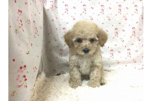 成約済の滋賀県のトイプードル-26497の1枚目