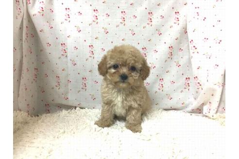 成約済の滋賀県のトイプードル-26499の2枚目