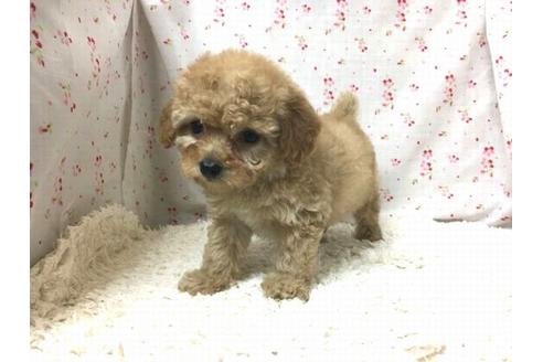 成約済の滋賀県のトイプードル-26499の1枚目