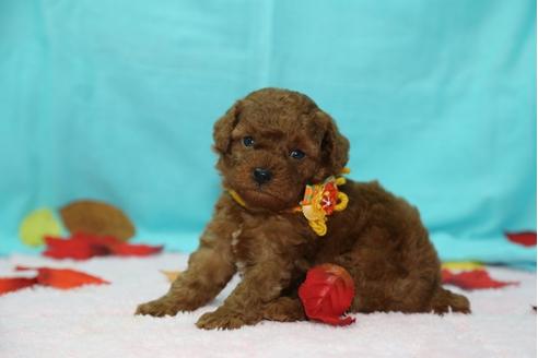 成約済の大分県のトイプードル-26502の2枚目