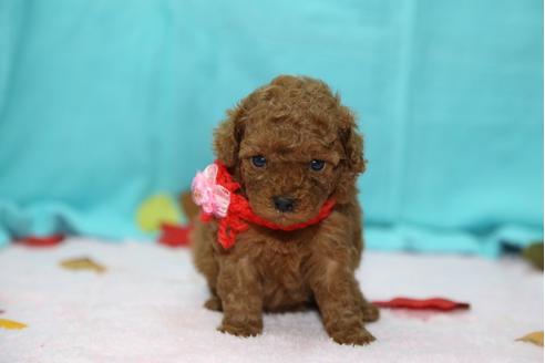 成約済の大分県のトイプードル-26502の3枚目