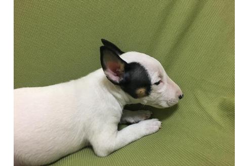 成約済の三重県のミニチュアブルテリア-26574の3枚目