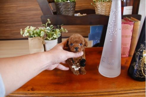 成約済の埼玉県のトイプードル-26602の1枚目