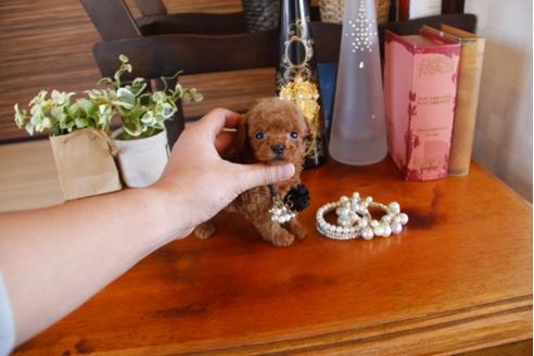 成約済の埼玉県のトイプードル-26602の3枚目