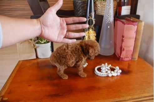 成約済の埼玉県のトイプードル-26602の4枚目