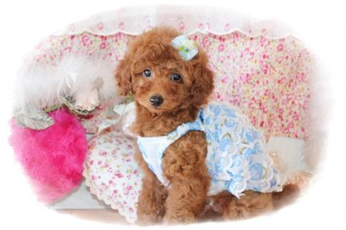 成約済の岡山県のトイプードル-26603の1枚目