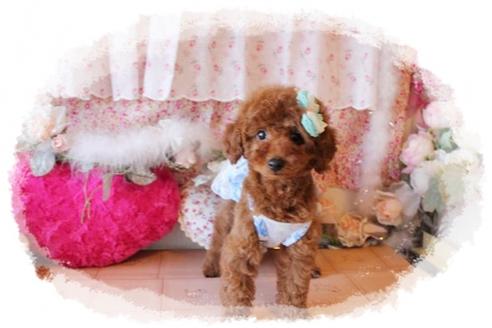 成約済の岡山県のトイプードル-26603の2枚目