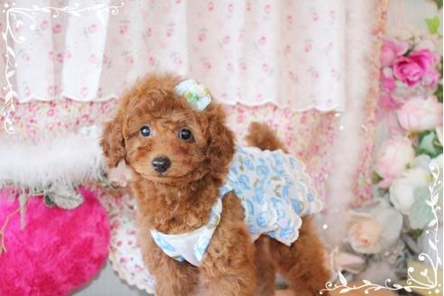 成約済の岡山県のトイプードル-26603の3枚目