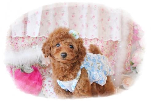 成約済の岡山県のトイプードル-26603の4枚目