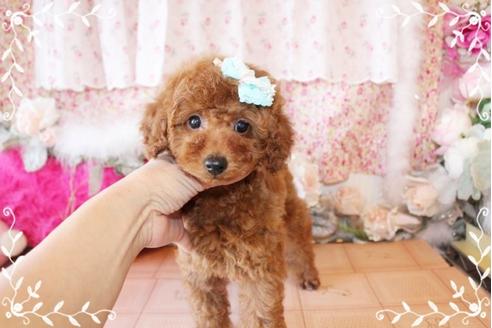 成約済の岡山県のトイプードル-26603の5枚目