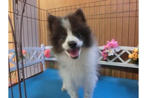 成約済の三重県のポメラニアン-26642の2枚目