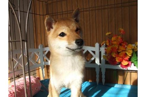 成約済の三重県の柴犬-26646の2枚目