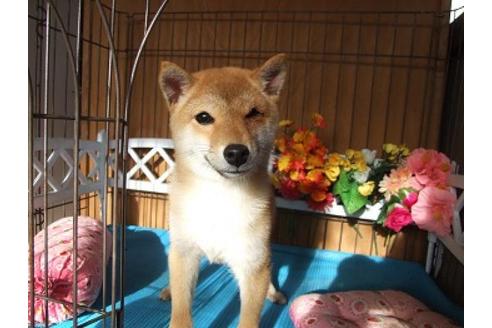 成約済の三重県の柴犬-26646の1枚目