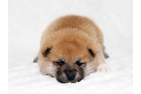 成約済の栃木県の柴犬-26654の1枚目