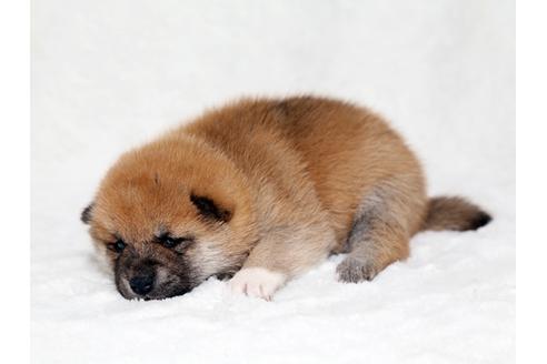 成約済の栃木県の柴犬-26654の3枚目