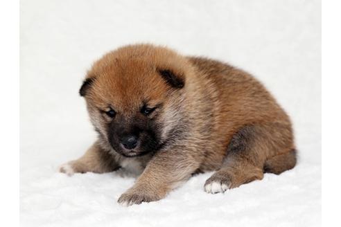 成約済の栃木県の柴犬-26655の2枚目