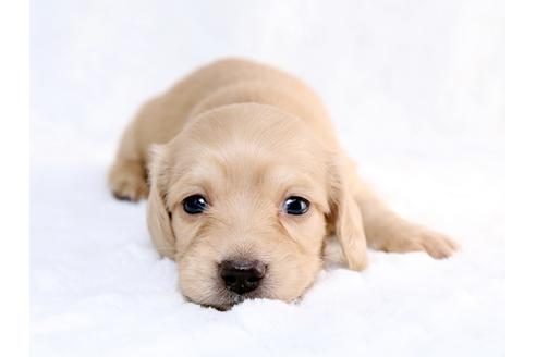 成約済の栃木県のミニチュアダックスフンド-26656の1枚目