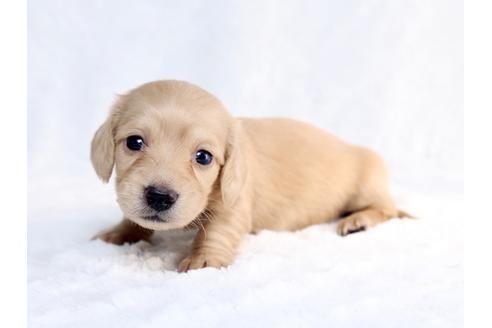 成約済の栃木県のミニチュアダックスフンド-26656の2枚目