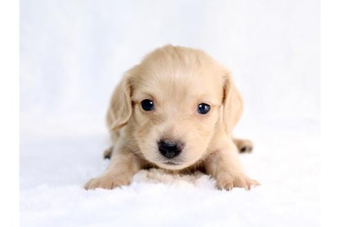 成約済の栃木県のミニチュアダックスフンド-26657の2枚目