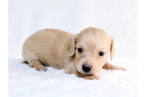 成約済の栃木県のミニチュアダックスフンド-26657の3枚目