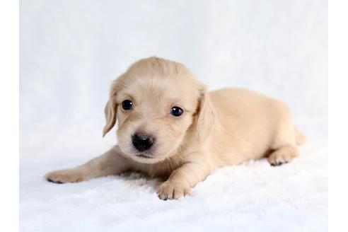 成約済の栃木県のミニチュアダックスフンド-26657の1枚目