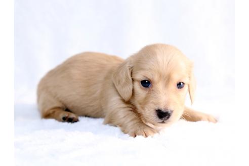 成約済の栃木県のミニチュアダックスフンド-26658の1枚目